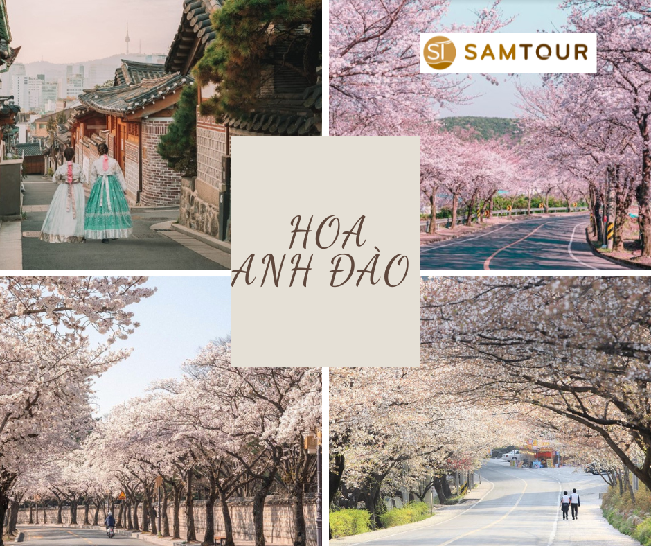 THÁNG 4 MÙA HOA ANH ĐÀO - Copy