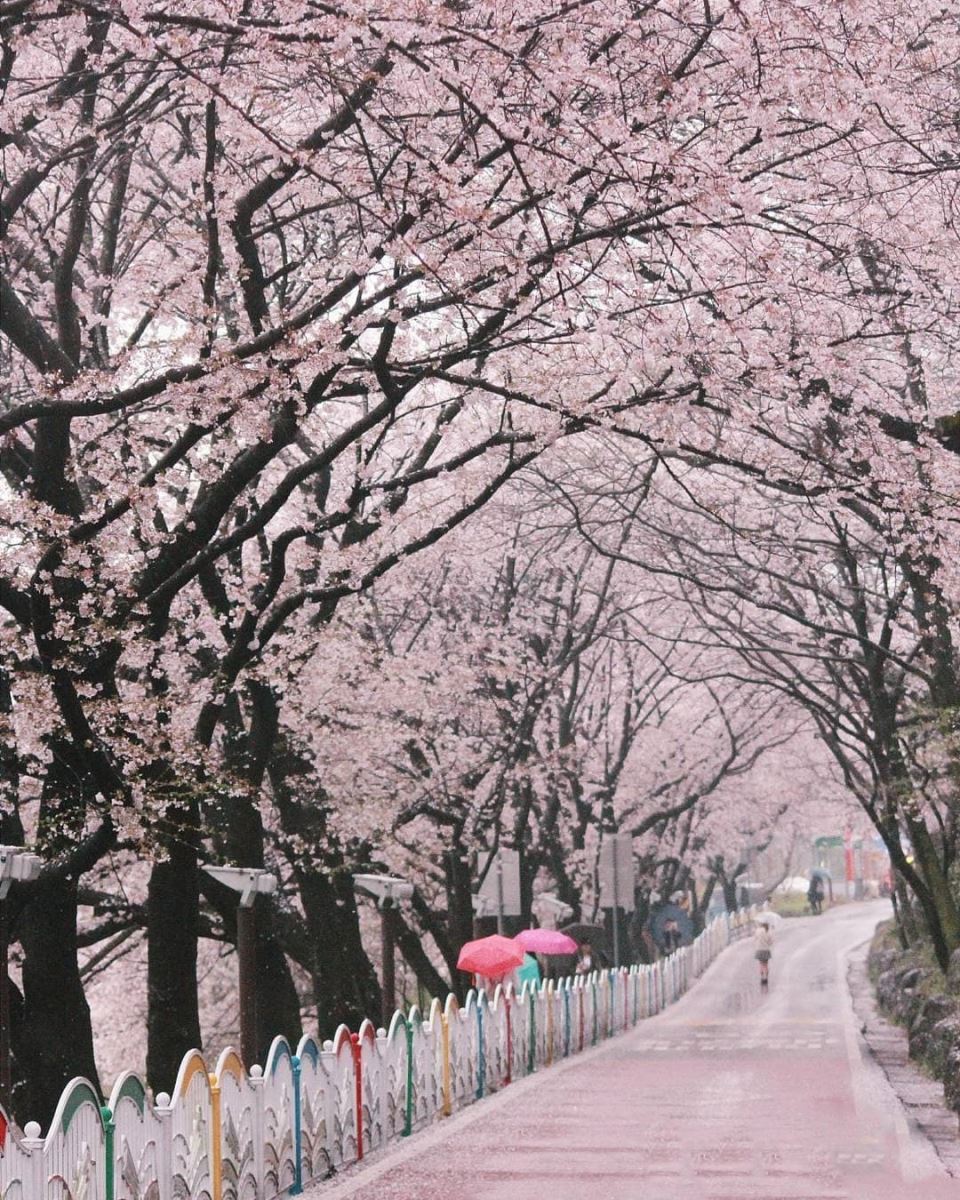 hoa anh đaoff - Copy